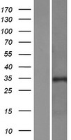 PURA / Pur-Alpha Protein - Western validation with an anti-DDK antibody * L: Control HEK293 lysate R: Over-expression lysate