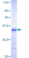 PURA / Pur-Alpha Protein - 12.5% SDS-PAGE Stained with Coomassie Blue.