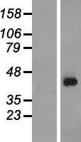 PURG Protein - Western validation with an anti-DDK antibody * L: Control HEK293 lysate R: Over-expression lysate