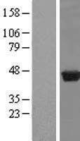 PUS1 Protein - Western validation with an anti-DDK antibody * L: Control HEK293 lysate R: Over-expression lysate