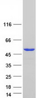 PUS1 Protein - Purified recombinant protein PUS1 was analyzed by SDS-PAGE gel and Coomassie Blue Staining