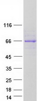 PUS10 Protein - Purified recombinant protein PUS10 was analyzed by SDS-PAGE gel and Coomassie Blue Staining