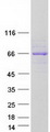 PUS10 Protein - Purified recombinant protein PUS10 was analyzed by SDS-PAGE gel and Coomassie Blue Staining