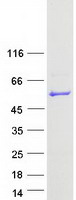 PUS3 Protein - Purified recombinant protein PUS3 was analyzed by SDS-PAGE gel and Coomassie Blue Staining