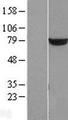 PUS7 Protein - Western validation with an anti-DDK antibody * L: Control HEK293 lysate R: Over-expression lysate