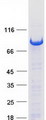PUS7 Protein - Purified recombinant protein PUS7 was analyzed by SDS-PAGE gel and Coomassie Blue Staining