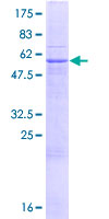 PUSL1 Protein - 12.5% SDS-PAGE of human PUSL1 stained with Coomassie Blue