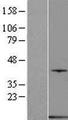PVALB / Parvalbumin Protein - Western validation with an anti-DDK antibody * L: Control HEK293 lysate R: Over-expression lysate