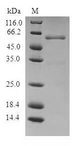 PVR / CD155 Protein - (Tris-Glycine gel) Discontinuous SDS-PAGE (reduced) with 5% enrichment gel and 15% separation gel.