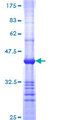 PVR / CD155 Protein - 12.5% SDS-PAGE Stained with Coomassie Blue.