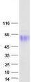 PVR / CD155 Protein - Purified recombinant protein PVR was analyzed by SDS-PAGE gel and Coomassie Blue Staining