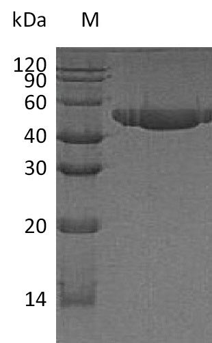 PVRL2 / CD112 Protein - (Tris-Glycine gel) Discontinuous SDS-PAGE (reduced) with 5% enrichment gel and 15% separation gel.