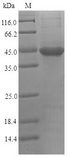 PVRL2 / CD112 Protein - (Tris-Glycine gel) Discontinuous SDS-PAGE (reduced) with 5% enrichment gel and 15% separation gel.