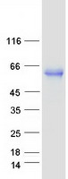PVRL2 / CD112 Protein - Purified recombinant protein NECTIN2 was analyzed by SDS-PAGE gel and Coomassie Blue Staining