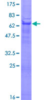 PVRL3 / Nectin-3 Protein - 12.5% SDS-PAGE of human PVRL3 stained with Coomassie Blue