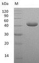 PVRL4 / Nectin 4 Protein - (Tris-Glycine gel) Discontinuous SDS-PAGE (reduced) with 5% enrichment gel and 15% separation gel.