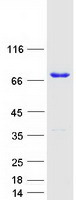 PWWP2B Protein - Purified recombinant protein PWWP2B was analyzed by SDS-PAGE gel and Coomassie Blue Staining