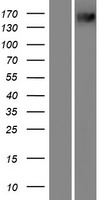 PXDN / MG50 Protein - Western validation with an anti-DDK antibody * L: Control HEK293 lysate R: Over-expression lysate