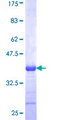 PXDN / MG50 Protein - 12.5% SDS-PAGE Stained with Coomassie Blue.