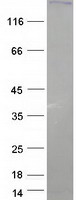 PXDN / MG50 Protein - Purified recombinant protein PXDN was analyzed by SDS-PAGE gel and Coomassie Blue Staining
