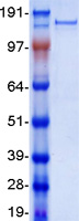PXDNL Protein - Purified recombinant protein PXDNL was analyzed by SDS-PAGE gel and Coomassie Blue Staining