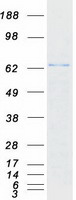 PXN / Paxillin Protein - Purified recombinant protein PXN was analyzed by SDS-PAGE gel and Coomassie Blue Staining