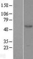 PXYLP1 / ACPL2 Protein - Western validation with an anti-DDK antibody * L: Control HEK293 lysate R: Over-expression lysate