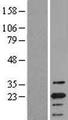 PYCARD / ASC / TMS1 Protein - Western validation with an anti-DDK antibody * L: Control HEK293 lysate R: Over-expression lysate