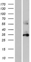 PYCR1 Protein - Western validation with an anti-DDK antibody * L: Control HEK293 lysate R: Over-expression lysate