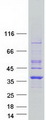 PYCR1 Protein - Purified recombinant protein PYCR1 was analyzed by SDS-PAGE gel and Coomassie Blue Staining