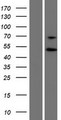 PYGO1 / Pygopus 1 Protein - Western validation with an anti-DDK antibody * L: Control HEK293 lysate R: Over-expression lysate
