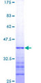 PYGO1 / Pygopus 1 Protein - 12.5% SDS-PAGE Stained with Coomassie Blue.