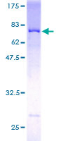 PYGO2 / Pygopus 2 Protein - 12.5% SDS-PAGE of human PYGO2 stained with Coomassie Blue