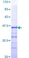 PYGO2 / Pygopus 2 Protein - 12.5% SDS-PAGE Stained with Coomassie Blue.