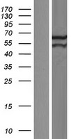 PYROXD2 Protein - Western validation with an anti-DDK antibody * L: Control HEK293 lysate R: Over-expression lysate