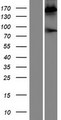 PZP Protein - Western validation with an anti-DDK antibody * L: Control HEK293 lysate R: Over-expression lysate