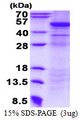 QCR2 / UQCRC2 Protein