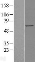 QIP1 / KPNA4 Protein - Western validation with an anti-DDK antibody * L: Control HEK293 lysate R: Over-expression lysate