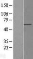 QIP1 / KPNA4 Protein - Western validation with an anti-DDK antibody * L: Control HEK293 lysate R: Over-expression lysate