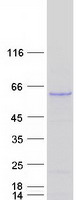QIP1 / KPNA4 Protein - Purified recombinant protein KPNA4 was analyzed by SDS-PAGE gel and Coomassie Blue Staining