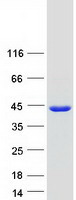 QKI Protein - Purified recombinant protein QKI was analyzed by SDS-PAGE gel and Coomassie Blue Staining