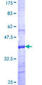 QPCT / QC Protein - 12.5% SDS-PAGE Stained with Coomassie Blue.