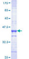 QPRT Protein - 12.5% SDS-PAGE Stained with Coomassie Blue.