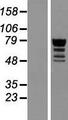 QRICH1 Protein - Western validation with an anti-DDK antibody * L: Control HEK293 lysate R: Over-expression lysate