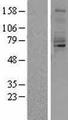 QSOX1 / QSCN6 Protein - Western validation with an anti-DDK antibody * L: Control HEK293 lysate R: Over-expression lysate