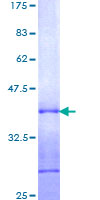 QSOX1 / QSCN6 Protein - 12.5% SDS-PAGE Stained with Coomassie Blue.