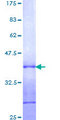 QSOX1 / QSCN6 Protein - 12.5% SDS-PAGE Stained with Coomassie Blue.