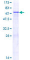 QTRT1 Protein - 12.5% SDS-PAGE of human QTRT1 stained with Coomassie Blue