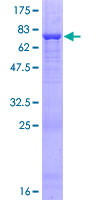 QTRTD1 Protein - 12.5% SDS-PAGE of human QTRTD1 stained with Coomassie Blue