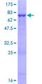 QTRTD1 Protein - 12.5% SDS-PAGE of human QTRTD1 stained with Coomassie Blue